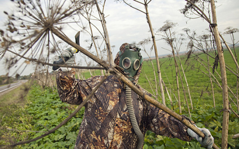 В мэрии Сыктывкара пообещали не жалеть тех, кто не борется с борщевиком