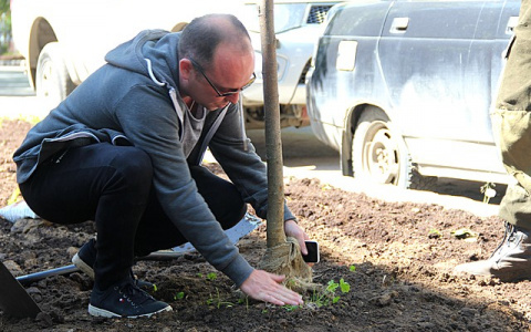 Сыктывкар украсят десятки молодых лип и кленов