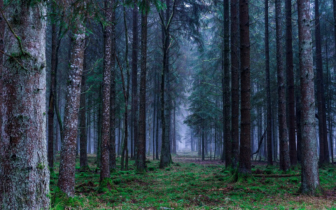 В одном из районов Коми обнаружили тело мужчины