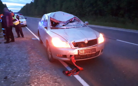 Появились фото с места аварии, где «Шкода» врезалась в лося