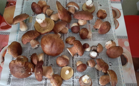 Сыктывкарцы о первых лесных грибах: «Вранье»