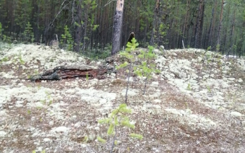 В Коми спортсмен отбивался от медведя с помощью пиротехники (видео)