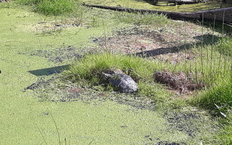 В пруду Сыктывкара заметили экзотическое существо (фото)