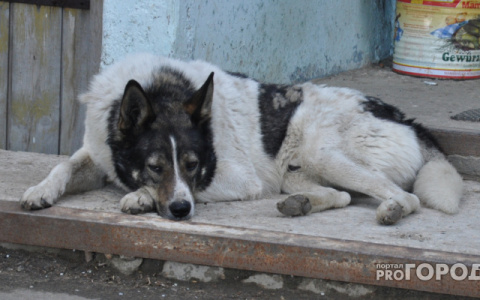 За полгода бродячие собаки покусали более 700 жителей Коми