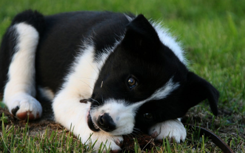 Сыктывкарка: «Я не отвезла щенка в больницу, а утром нашла его мертвым»