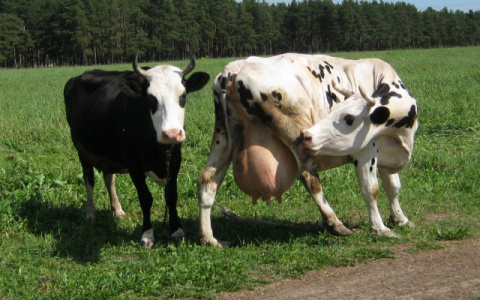 В Коми депутат «прикарманил» 80 коров