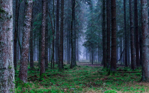 «Наломал дров»: житель Коми срубил десять сосен и получил уголовное дело