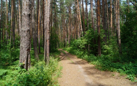 В Коми водитель с 20-летним стажем опрокинулся в кювет посреди леса