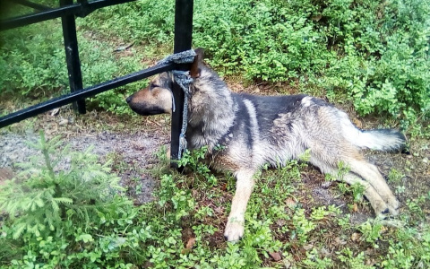 Сыктывкарцы о жестокой расправе с собакой на кладбище: «Ничего человеческого не осталось»