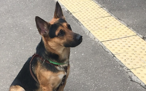 Сыктывкарцы помогли псу из Салехарда вернуться домой