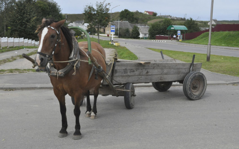 Житель Коми попал в больницу после полуночной аварии с гужевой повозкой