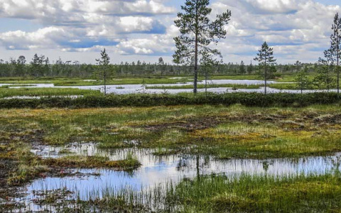 Появилась версия, кому принадлежала голова, которую нашли собаки в коми поселке