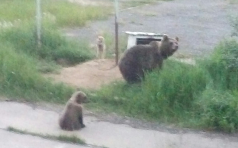 В коми поселке привязанная собака осталась один на один с огромным медведем (фото)