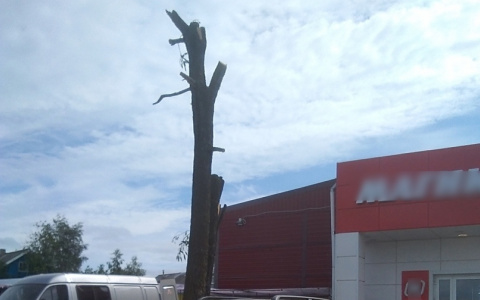 «Беспредел!»: в Коми изуродовали многовековое дерево у старинной могилы