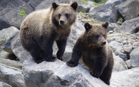 «Их убиваем, а за свою шкуру трясемся»: сыктывкарцы поспорили о «медвежьей угрозе», которая нависла над Коми