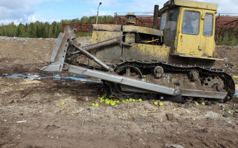 Санкционные продукты перестанут уничтожать: что об этом думают сыктывкарцы