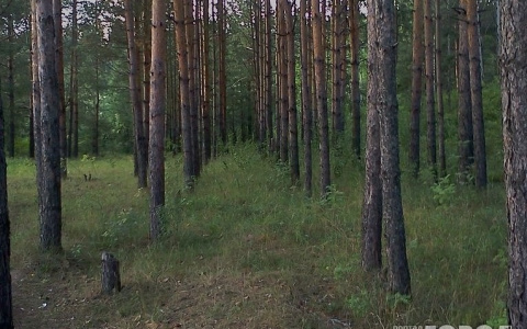 Сыктывкарский эксперт о том, как выжить в лесу, если заблудился: «Залезайте на дерево и кричите»