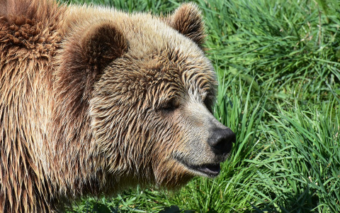 Стало известно, когда жители Коми смогут самостоятельно отстреливать медведей