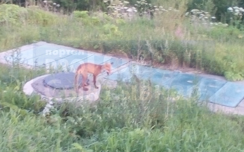 За торговым центром в Сыктывкаре лиса охотилась на мышей (фото)