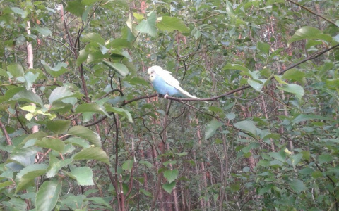 Жители одного из сел Коми устроили «охоту» на попугая (фото)