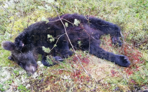 В Коми убили медведя, который держал в страхе целый поселок (фото)