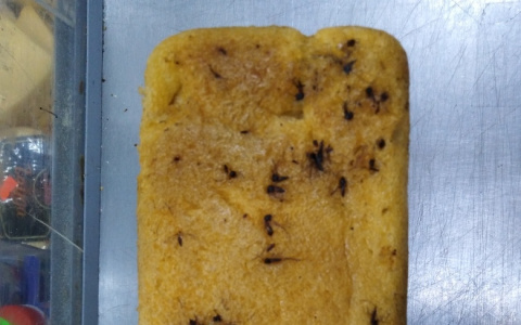 В Коми поселке продают хлеб из комаров (фото)