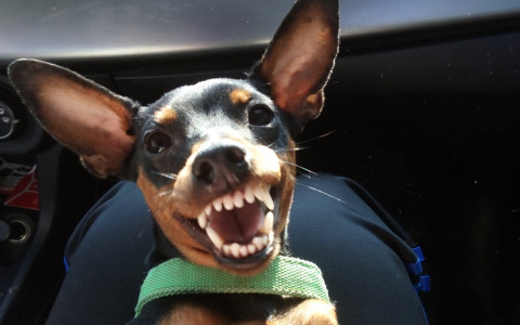 В страшной аварии, где пострадал сыктывкарец с двумя детьми, потеряли собаку