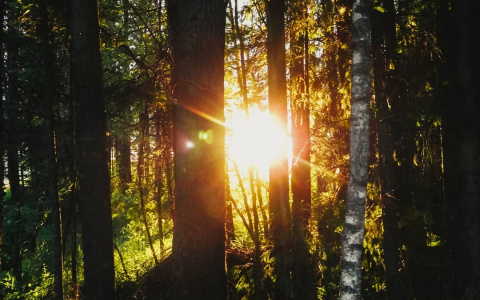 Фото дня в Сыктывкаре: редкие лучи летнего солнца пробиваются сквозь лесные заросли