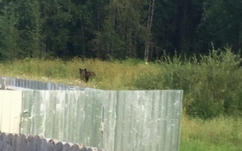 «Перегрызут всю деревню»: на окраинах поселка в Коми рыщет медведь (фото)