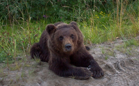В поселке Коми, где медведь загрыз девочку, рассказали, почему это произошло