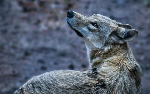 В поселке Коми, где зверь растерзал девочку, случилось еще одно нападение