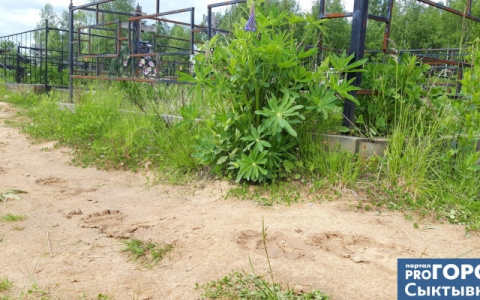 Сыктывкарка: «По затонскому кладбищу ходит медведь»