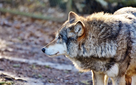 В поселке, где зверь загрыз девочку, смертельно ранили волка