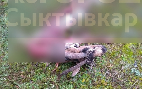 В поселке, где убили медведя, который таскал овец, разорвали козу (фото)