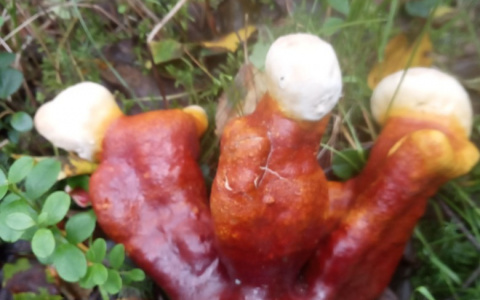 Жители Коми нашли странные грибы в виде человеческих фигур (фото)