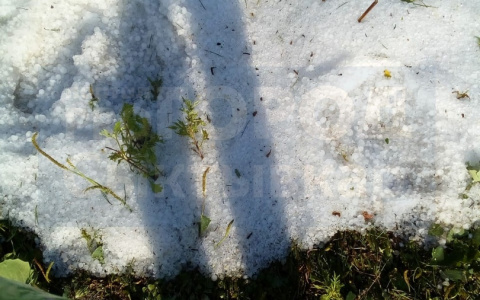 В Коми придут заморозки: жителям советуют спасать посевы