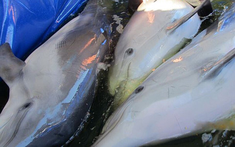 Сыктывкарцы о дельфинах, которых перевозят как селедку в банке: «Не платите за издевательство»