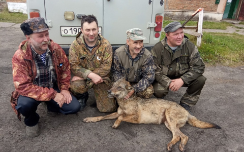В поселке Коми, где зверь убил девочку, прошла облава на волков (фото)