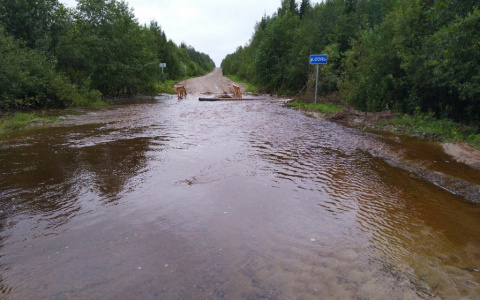 Жителям района Коми, где ручей превратился в реку, посоветовали ездить через лес