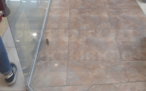 По магазину косметики в крупном сыктывкарском ТРЦ бегала мышь (фото, видео)