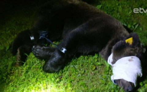 Стало известно, почему медведя из Эстонии хотят выпустить именно в Коми