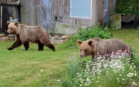 Сыктывкарцы о медведе, которого отправят из Эстонии в Коми: «Привезите волков ещё!»