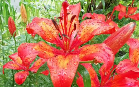 Фото дня: алые лилии в каплях дождя в Сыктывкаре