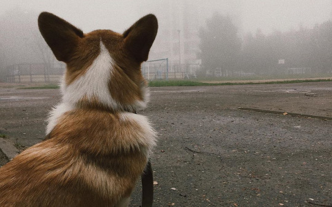 Сыктывкар утонул в тумане: 9 таинственных фотографий из Instagram