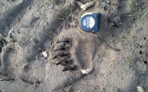 В селе Коми нашли свежие следы крупного медведя (фото)