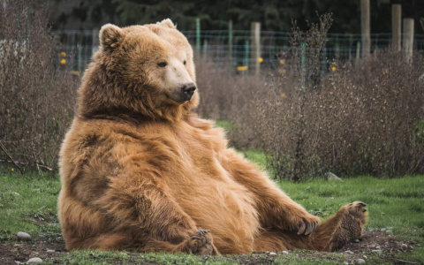 Нашествие волков и медведей в Коми: в Минприроды прокомментировали ситуацию