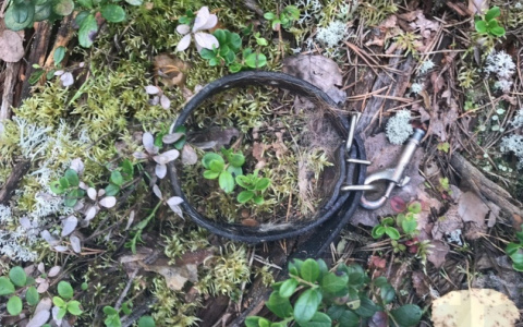 Сыктывкарец: «На Максаковских дачах волки вырвали собаку из рук хозяйки»