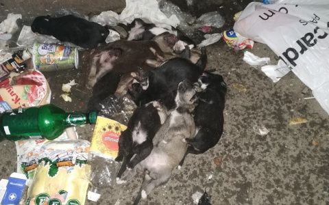 В Коми неизвестные выбросили на помойку кучу мертвых щенков (фото)