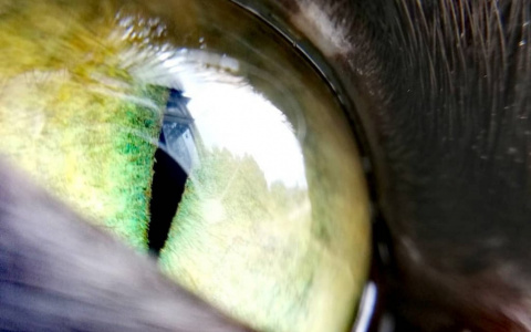 Фото дня в Сыктывкаре: изумрудные глаза настоящего охотника