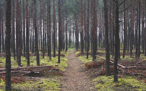 Следователи Сыктывкара начали проверку по поводу гибели девушки за ТРЦ «Июнь»